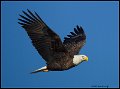_2SB6964 bald eagle